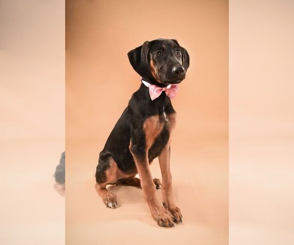 Medium Photo #3 Doberman Pinscher-Unknown Mix Puppy For Sale in Buffalo, MN, USA