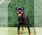 Small #1 Rottweiler