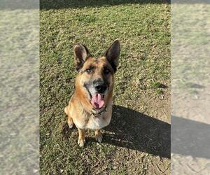 German Shepherd Dog Dogs for adoption in Riverside, CA, USA