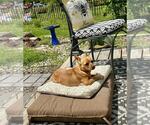 Small #2 Chihuahua Mix