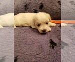 Small Photo #9 Coton de Tulear Puppy For Sale in DEATSVILLE, AL, USA