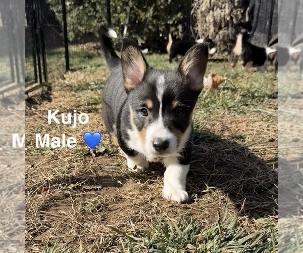 Medium Photo #2 Pembroke Welsh Corgi Puppy For Sale in EPHRATA, PA, USA