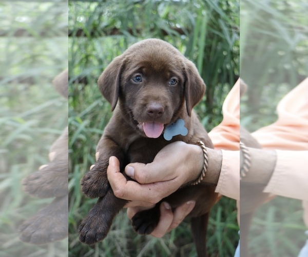 Medium Photo #1 Labrador Retriever Puppy For Sale in MCALLEN, TX, USA