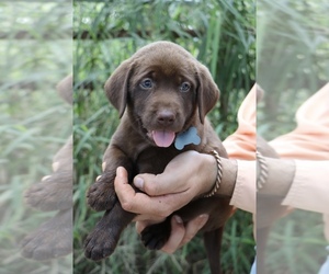 Labrador Retriever Puppy for Sale in MCALLEN, Texas USA