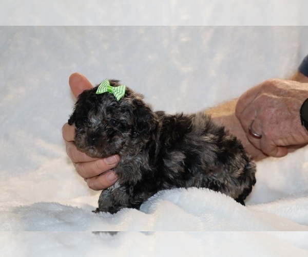 Medium Photo #13 ShihPoo Puppy For Sale in DYERSBURG, TN, USA