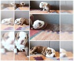 Small Photo #6 American Staffordshire Terrier-Olde English Bulldogge Mix Puppy For Sale in CHARLOTTE, NC, USA