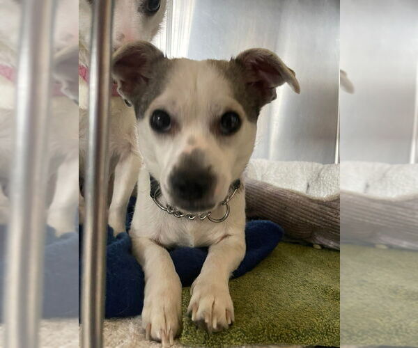 Medium Photo #2 Chihuahua-Unknown Mix Puppy For Sale in Foristell, MO, USA