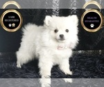 Small Photo #36 Pomeranian Puppy For Sale in WARSAW, IN, USA