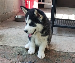 Siberian Husky Puppy for sale in DOUGLASVILLE, GA, USA
