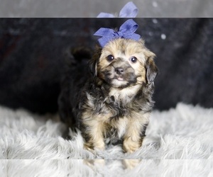 Medium YorkiePoo