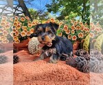 Small #6 Yorkshire Terrier