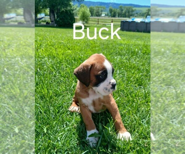 Medium Photo #3 Boxer Puppy For Sale in AFTON, WY, USA