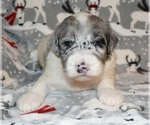 Small Photo #11 Sheepadoodle Puppy For Sale in ASPERMONT, TX, USA