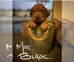 Small Photo #12 Vizsla Puppy For Sale in SANTA CLARITA, CA, USA