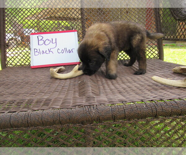 Medium Photo #2 Mastiff Puppy For Sale in FARMERVILLE, LA, USA