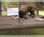 Small Photo #2 Mastiff Puppy For Sale in FARMERVILLE, LA, USA
