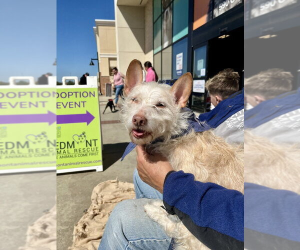 Medium Photo #5 Mutt Puppy For Sale in Mooresville, NC, USA