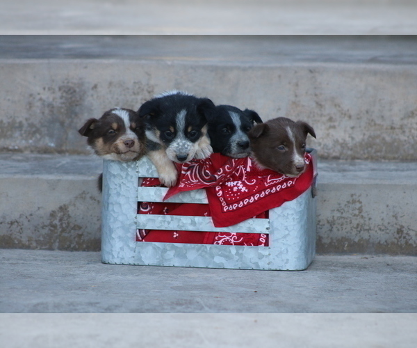 Medium Photo #5 Australian Cattle Dog-Hangin Tree Cowdog Mix Puppy For Sale in PUEBLO, CO, USA