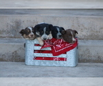 Small Photo #5 Australian Cattle Dog-Hangin Tree Cowdog Mix Puppy For Sale in PUEBLO, CO, USA