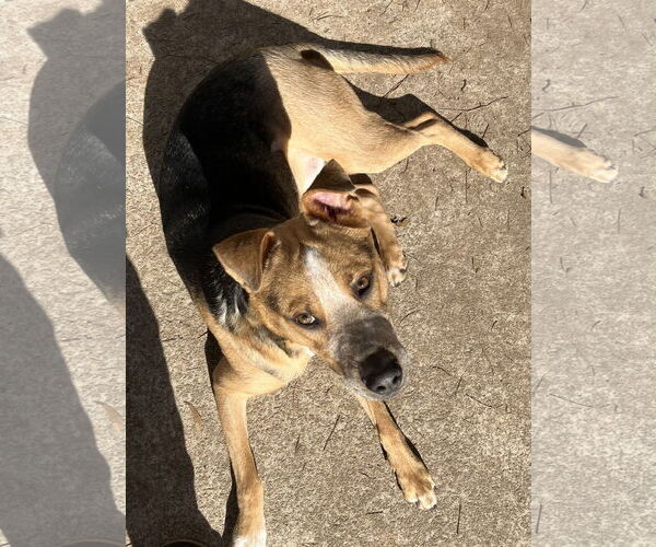 Medium Photo #4 American Staffordshire Terrier-Unknown Mix Puppy For Sale in Holly Springs, NC, USA