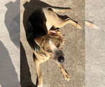 Small #3 American Staffordshire Terrier Mix