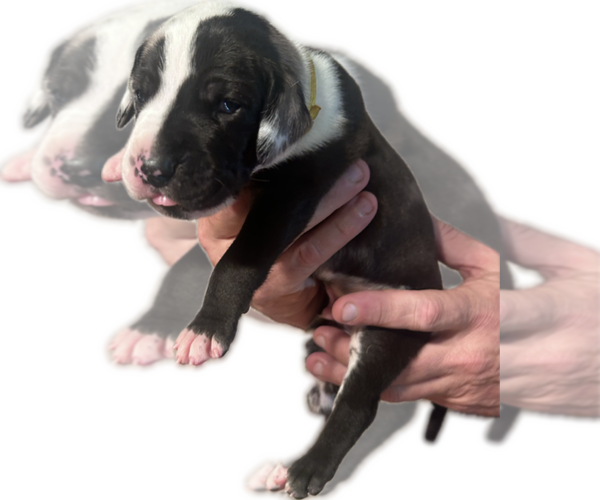 Medium Photo #25 Great Dane Puppy For Sale in WILLIS, TX, USA