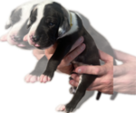 Small Photo #25 Great Dane Puppy For Sale in WILLIS, TX, USA