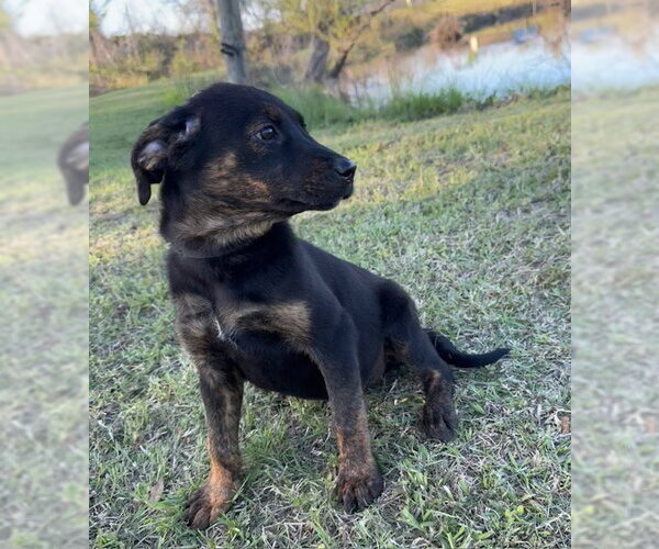 Medium Photo #2 Mutt Puppy For Sale in Tarrytown, GA, USA