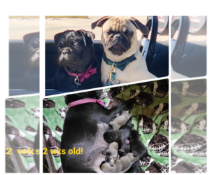 Pug Puppy for sale in HASTINGS, FL, USA