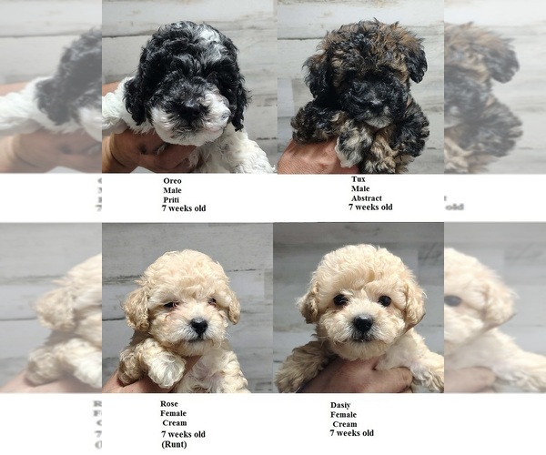 Medium Photo #1 Poodle (Toy) Puppy For Sale in HEPPNER, OR, USA