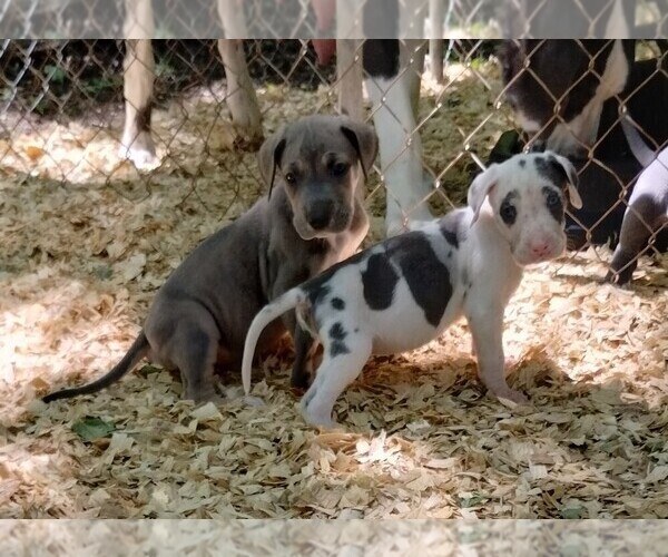 Medium Photo #13 Great Dane Puppy For Sale in LAURENS, SC, USA