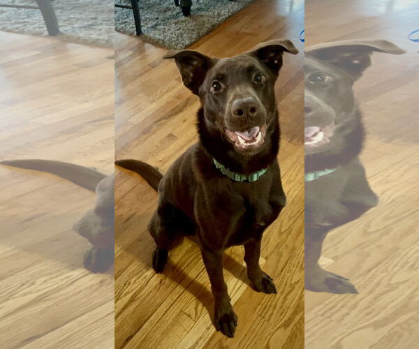 Medium Photo #2 Labrador Retriever-Unknown Mix Puppy For Sale in Wheaton, IL, USA