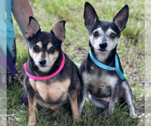 Miniature Pinscher Dogs for adoption in Thomasville, NC, USA