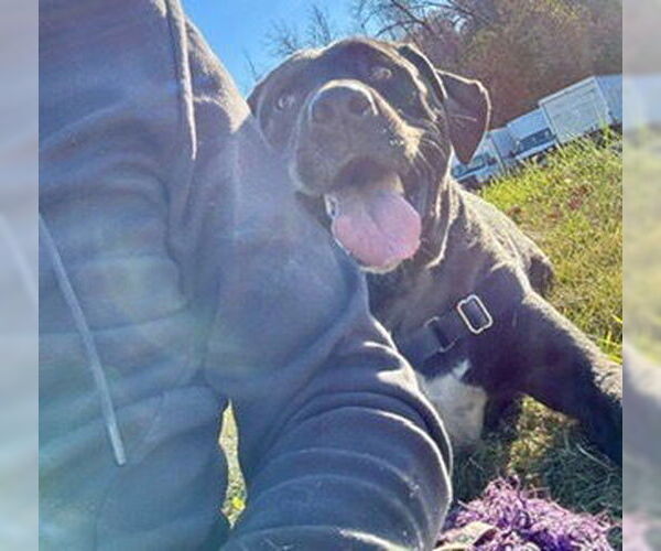 Medium Photo #4 Mutt Puppy For Sale in Elmsford, NY, USA