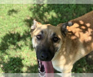 German Shepherd Dog-Unknown Mix Dogs for adoption in Tulsa, OK, USA