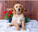 Puppy Dahlia Golden Retriever