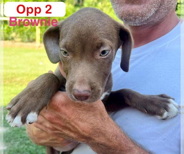Medium Photo #4 Mutt Puppy For Sale in Brooksville, FL, USA