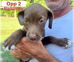 Small #3 Mutt