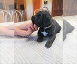 Small Photo #7 Goldendoodle Puppy For Sale in BROKEN BOW, OK, USA