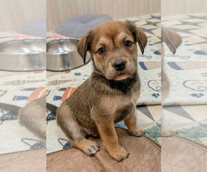 Mutt Dogs for adoption in Holly Springs, NC, USA