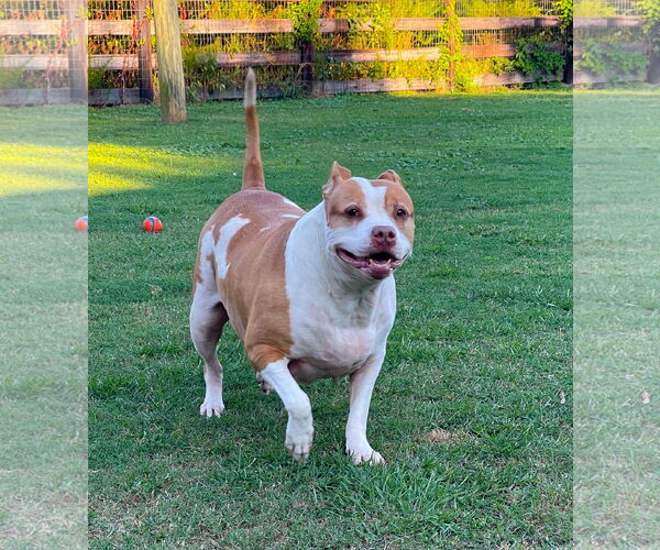 Medium Photo #1 American Staffordshire Terrier-Unknown Mix Puppy For Sale in Holly Springs, NC, USA