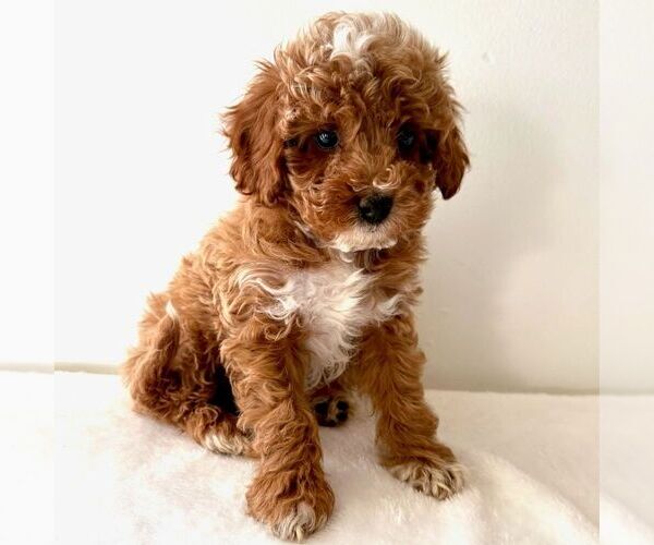 Medium Photo #5 Cavapoo (Miniature) Puppy For Sale in NEWPORT, PA, USA