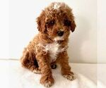 Small #4 Cavapoo (Miniature)