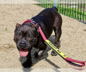 Bulldog-Unknown Mix Dogs for adoption in Martinez, CA, USA