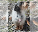 Small #11 Dachshund