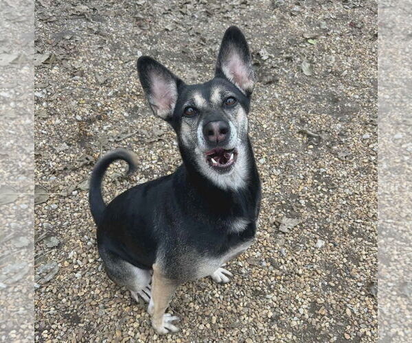 Medium Photo #3 Australian Kelpie-Unknown Mix Puppy For Sale in Anniston, AL, USA