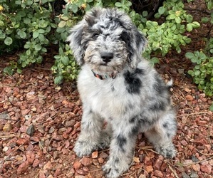 Bernedoodle Puppy for sale in DURANGO, CO, USA