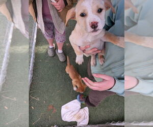 Mutt Dogs for adoption in garner, NC, USA