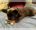 Small #6 French Bulldog