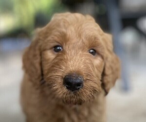 Goldendoodle Puppy for Sale in PECK, Kansas USA